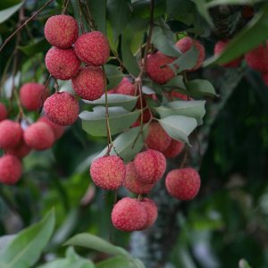 Liči čínske (Litchi chinensis) - výška 50-70 cm, kont. C10L